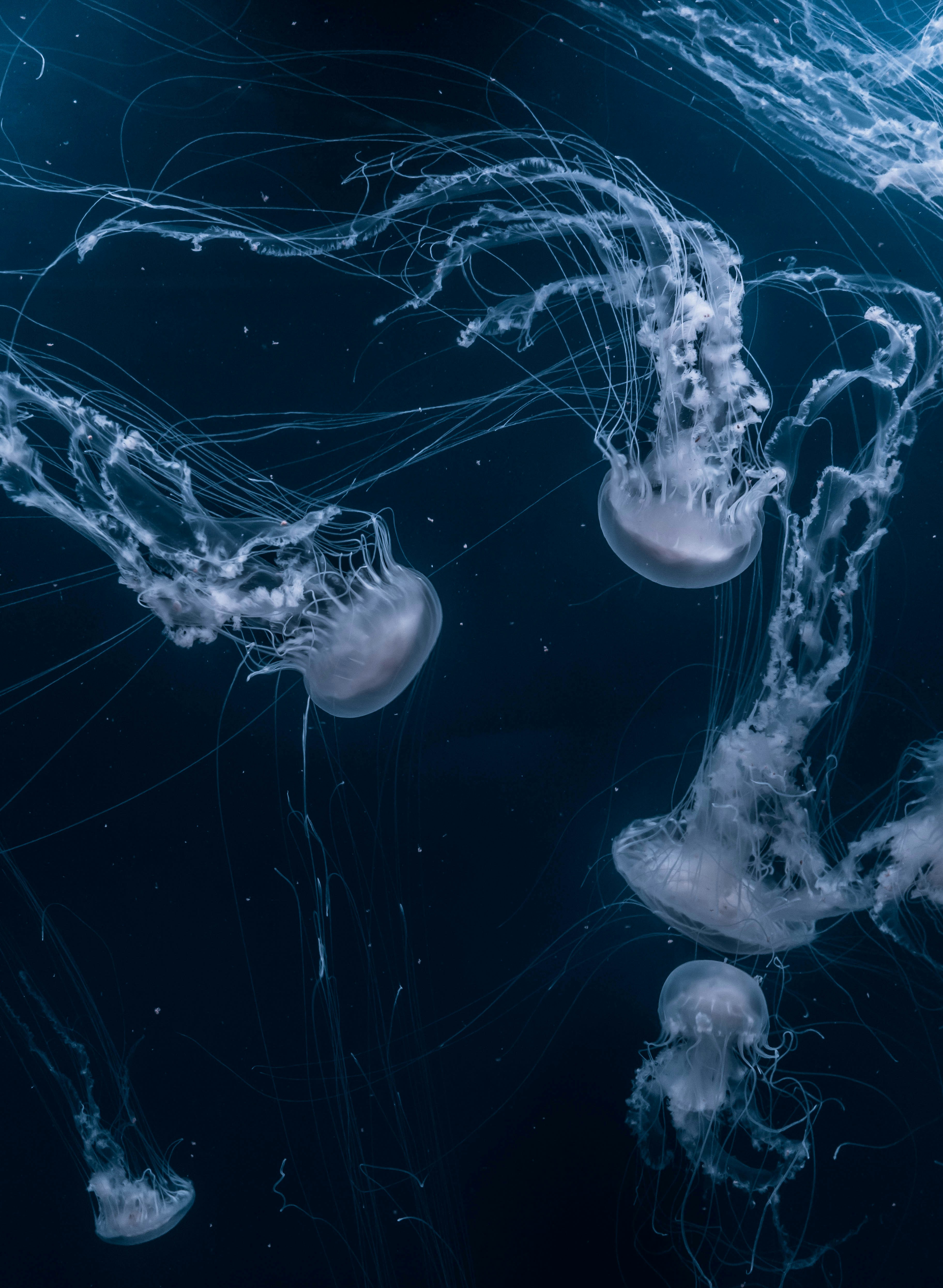Deep Sea