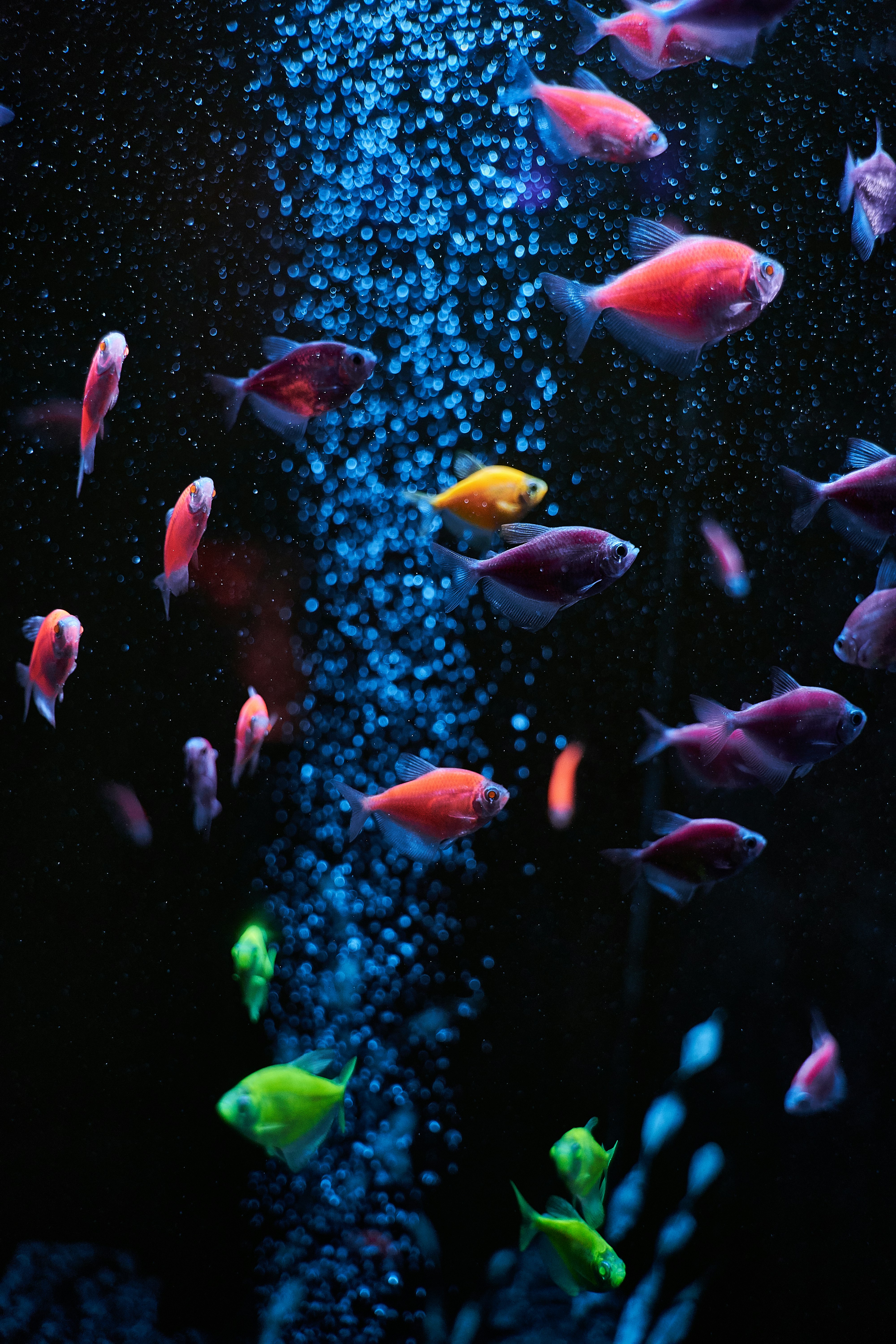 Colorful Tropical Fish