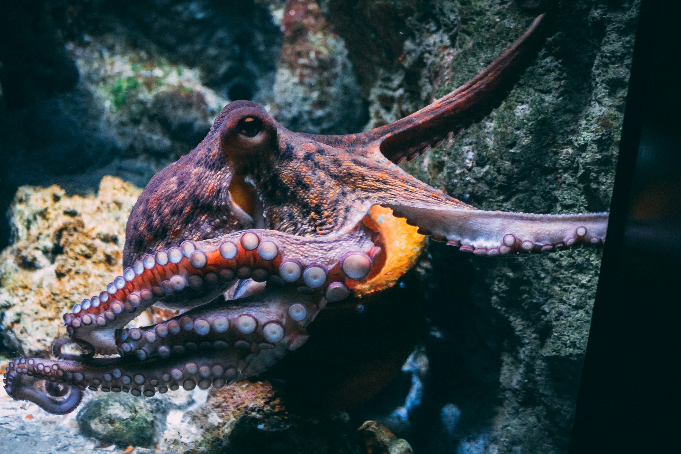 Mollusks & Octopus